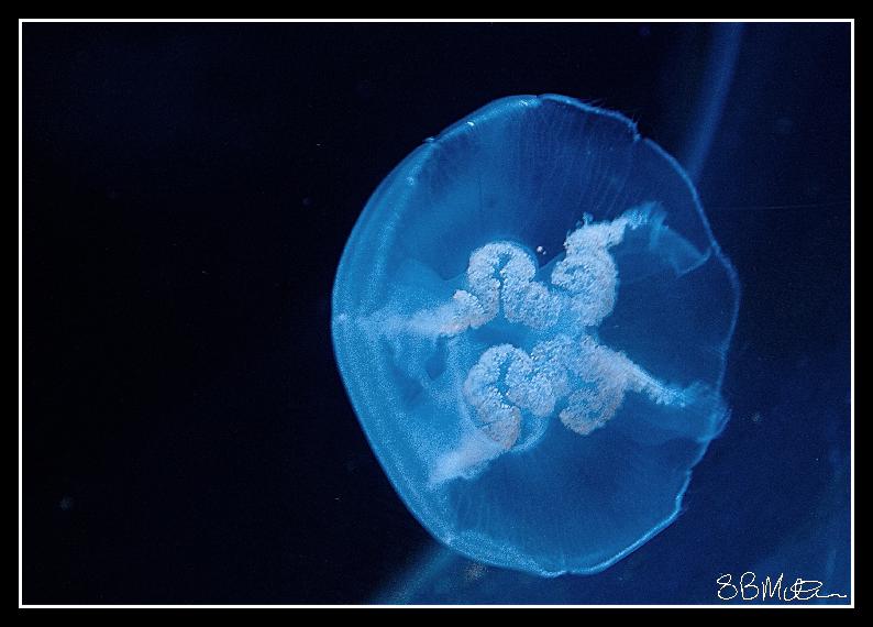 Jelly Fish: Photograph by Steve Milner